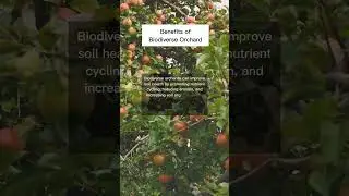 Benefits of Biodiverse Orchard