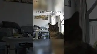 POV:First video call with a cat🐱#cat #funnyvideo #pets #cute #kitty #catfunny #catvideos