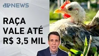 Samy Dana: Menor galinha do mundo vira pet de luxo | IA NEWS