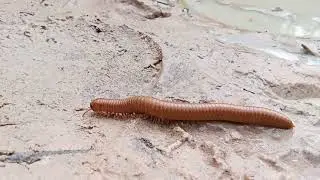 Wandering to catch a worm in the water
