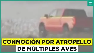 Conmoción por atropello de múltiples aves en humedal en Ritoque
