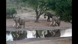WildlifeACT 2010 part2 Tembe Elephant Park