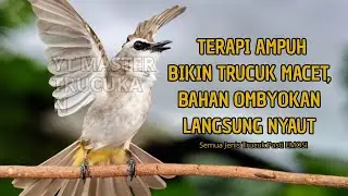 Trucukan GACOR ngalas ROPEL PANJANG suara alam AMPUH buat pancingan jadikan trucuk Gacor GARUDA