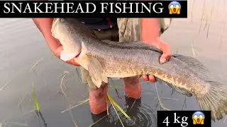LIVE SNAKEHEAD FISHING🐟😱|| snakehead fishing ! Monster Snakehead attacks !! HINDI