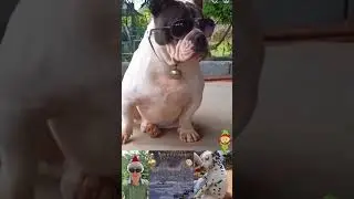 Bully is so fat!