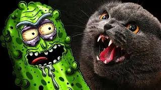 FUNNY CAT MEMES 2022 #48