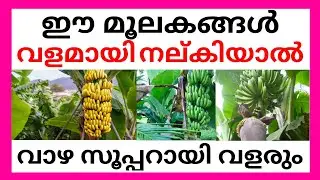 ഈ മൂലകങ്ങൾ വളമായി നല്കിയാൽ വാഴ സൂപ്പറായി വളരും | BANANA TREE FARMING TIPS