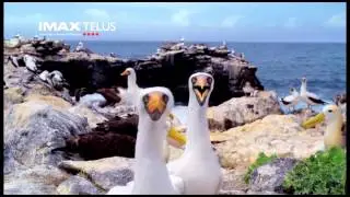 Galapagos 3D: merveilles de la nature