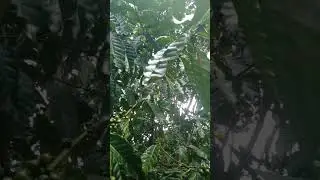 Would you like to see my organic coffee farm ? #coffee #nature #tea #shortsyoutube #shortvideo