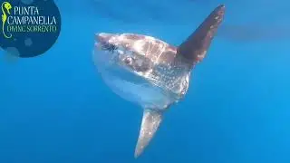 La danza del pesce luna
