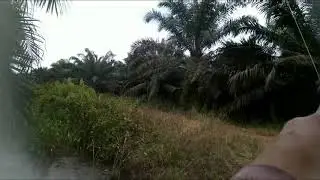Babon krandang