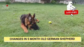 COAT COLOR CHANGE IN GERMAN SHEPHERD PUPPY 🐶