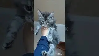 #животные #мейнкун #мейнкункотята #мейнкуны #мейн #мейнкунчики