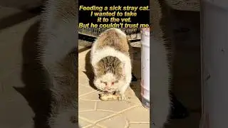 Stray cats that don't want to trust humans💔🙏#animals #pets #cat #kitten