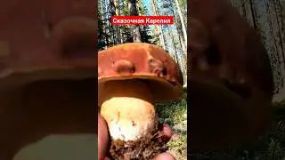 Нашёл это ДИВО в ЛЕСУ и ОБАЛДЕЛ! #лес #грибы #forest #mushroom #находка #boletus