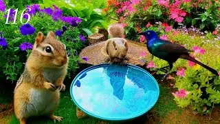 Cat TV: 3+ Hours of Chipmunks, Squirrels and Birds 4K. Ep. 116