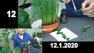 Moringa, Weizengras, Fukientee, Chili, Gl&uuml;cksbaum, Ginkgo und mehr Pflanzen wachsen