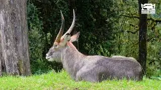RHINO ARK Conservation Programme