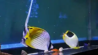 サザナミヤッコ、本水槽へ