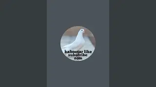 Chandan kabutar club is live✨🕊️  #pigeon #bird #kabootar #shorts
