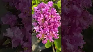 #beautythatheals #flowers #nature #youtubeshorts