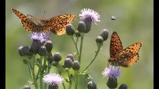 Protect Public Wildlife Areas
