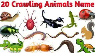 20 रेंगने वाले जानवरों के नाम | 20 Crawling Animal Names for Kids |  Crawling Animals in English