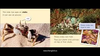 Crabs - American English - Cambridge Reading Adventures Blue - www.frenglish.ru