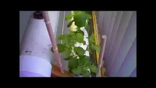 Time Lapse Hydroponic Tulsi (Holy Basil) Indoor Grow