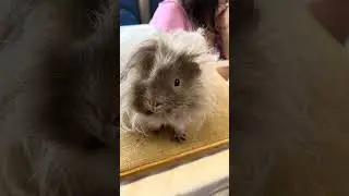 Why is this guinea pig so cute and what is it doing? #guineapig