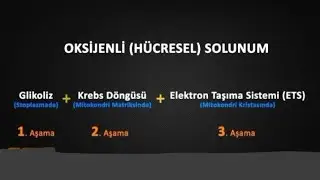Oksijenli solunum tepkimesi nedir?ETS ATP 