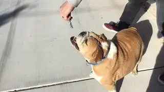 Molly eats a Nerf Dart