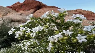 Red Rock & Calico Basin area, Las Vegas, Nevada   - 4K