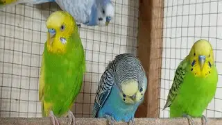 2 Hours of Happy Budgie Sounds: Cheerful Parakeet Chirps to Entertain Your Sad Budgies