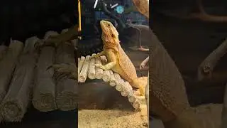 Agama bradat&aacute;( Pogona vitticeps), Like a pillar of salt Ako soľn&yacute; stĺp