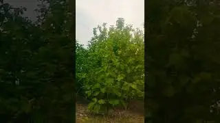 Evergreen forest 🏞️ #shortsvideo #forestbeauty #forest #greenbeauty #evergreen #naturebeauty