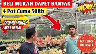 Aglonema Paket Murah‼️ 50Rb Dapet 4 Pot, Beli Sebelum Kehabisan ~ 76