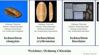Weichtier, Ordnung Chitonida ischnochiton australis albus mollusca elongatus variegatus granulata