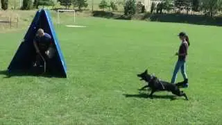 Colt z Erisedu - 13mo old - Bart z Klidkova dvora x Josemite Kamos-Durabo son