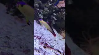 Purple fire fish dart fish marine tank 26 jan 2018