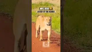 African lioness leads pack! Boss vibes. 🦁 #maasaimara #safari #nairobinationalpark #lion #lioness