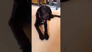 Dog Barking sound|black labrador retriever #shorts #dog #barking