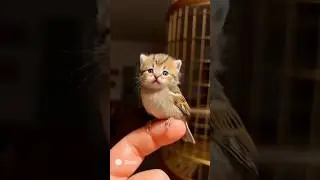 🐱 Unbelievable Cute Animal Mix! Cat Face on Bird Body 😍#aiart  #funny #trending #shorts
