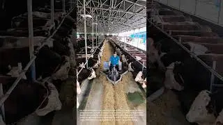 Efficient Cow Feeding: Man Distributes Fodder with a Motorized Cart