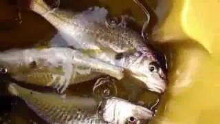 Redneck Fishing In South Mississippi
