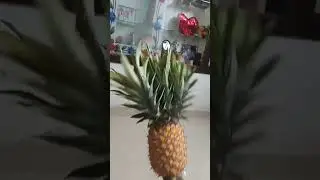 Three head pinapple