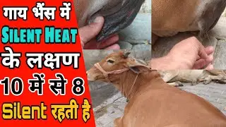 गाय भैंस की #silent #heat का कैसे पता करें #cow #bufello #प्रेग्नेंट #pregnency #heatprocess
