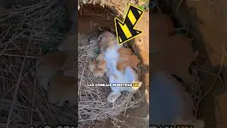 As&iacute; alimenta una coneja a sus cr&iacute;as ⚠️😍