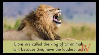 Animals from Africa II Chrysalis book || Story for Ukg / Skg