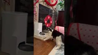 Phoebe tried out the new PETKIT automatic feeder, and she&rsquo;s in love! @petkitofficial